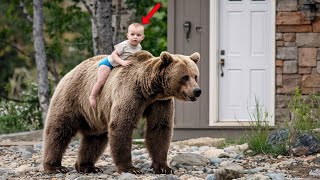 Mother Bear Brought Back this Lost Child to the Home - What Happened Next put everyone in Tears 😭