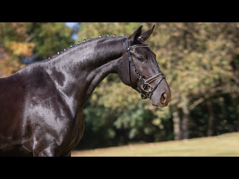 **SOLD** Piro Free LusoWarmblood Mare by Totilas (REF#552)