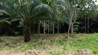 Over One Rai of Land for Sale Next to a Road in a Peaceful Quiet Nong Thaley Area