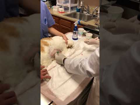 Draining fluids from Kitty's abdomen
