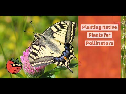 Planting Native Plants for Pollinators