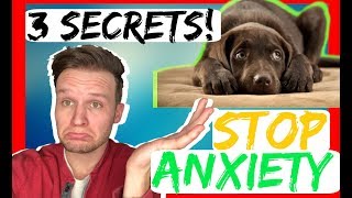 How to stop dog anxiety - 3 Secret tips - dog anxiety training that works fast!