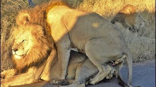 Frisky lions turn Kruger self-drive into a raunchy road-side spectacle