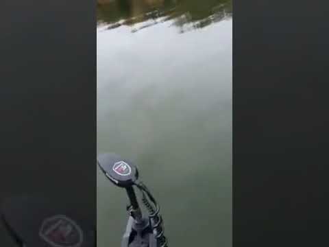 Sekopää rantahurri