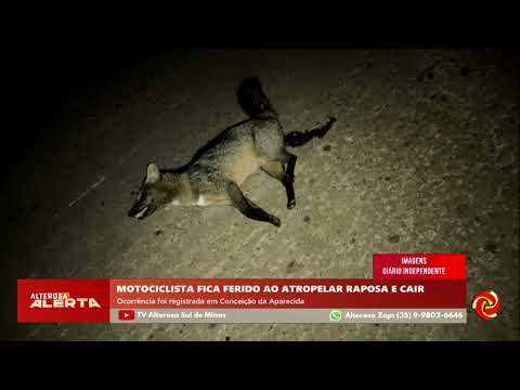Motociclista fica ferido após atropelar raposa em Conceição da Aparecida