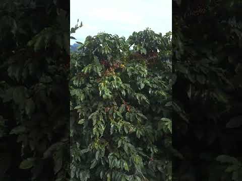 cosecha 2026 betania Antioquia