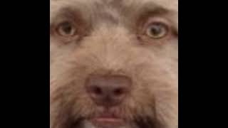 hoi