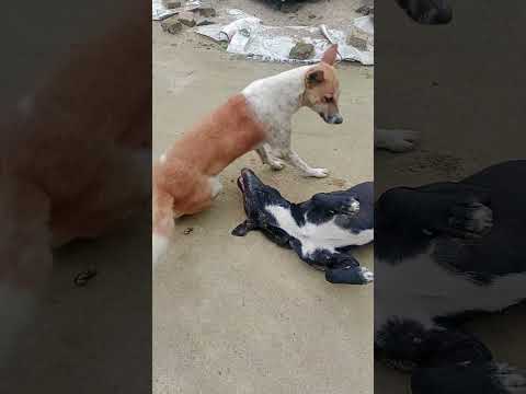 dog's ka pyar❤️#shree #subscribe #like #dogs #shorts #music