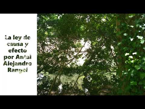 La ley de la causa y efecto