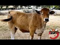 La Vache Ricoune Paroles