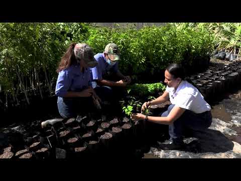 Como producir planta en vivero