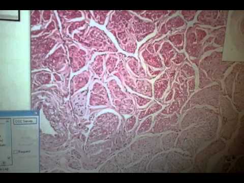 Histologia - Penis