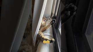 #cat #cute #catvideo #cutecat #funnyvideo #funny #pets