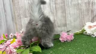 サイベリアンの動画01
