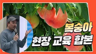 복숭아 현장교육 1~4부 한번에 보기! 복숭아 수확량, 당도는 이 영상으로 한번에 해결! | 농사 100단