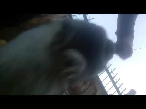 Achajut  ijevan her. 093120124