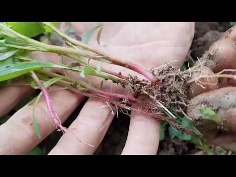 Svet baštovanstva ep. 117 26.06.2020. Uklonite obrani grašak, plamenac, plevljenje korova