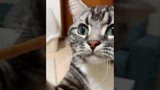 #Shorts どうしても自分で食べたい猫とよく噛んで欲しい飼い主の葛藤 足長マンチカン まる Munchkin cat