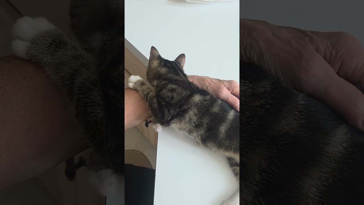 Enlarge CELIA, a Adopted mixed breed in Campbellsport, WI video 2/2