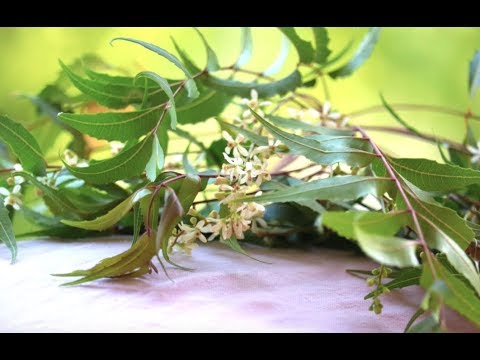 NEEM / MARGOSA TOOTH BRUSH