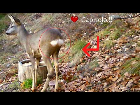 Specchio anale del Capriolo!!!