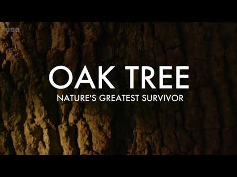 Oak Tree - Nature's Greatest Survivor (BBC)