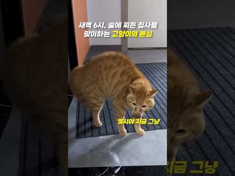 한국말 잘하는 고양이가 술취한 집사를 맞이할 때