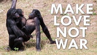 Can a Bonobo Beat you at Pac-Man?