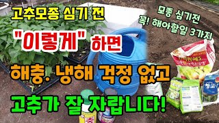 고추모종 심기전 이렇게 하면 해충냉해 걱정 없고 고추나무가 잘 자라요 고추심는시기