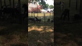 Video preview image #1 Great Dane Puppy For Sale in MONROE, GA, USA