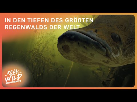 Das Mysterium des Amazonas: Ein tiefer Blick in den Regenwald