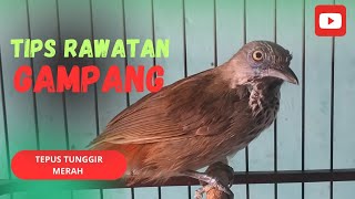 Download lagu RAWATAN HARIAN BURUNG TEPUS TUNGGIR MERAH BIAR CEPAT RAJIN BUNYI DAN GACOR mp3 Download lagu RAWATAN HARIAN BURUNG TEPUS TUNGGIR MERAH BIAR CEPAT RAJIN BUNYI DAN GACOR mp3