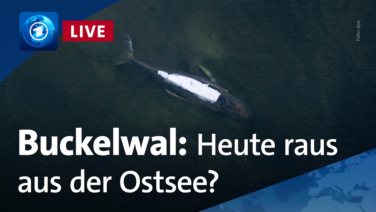 Buckelwal: Neuer Rettungsversuch für gestrandeten Wal