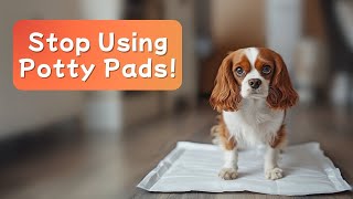How to Stop Using Potty Pads & Transition Your Puppy to Potty Outside