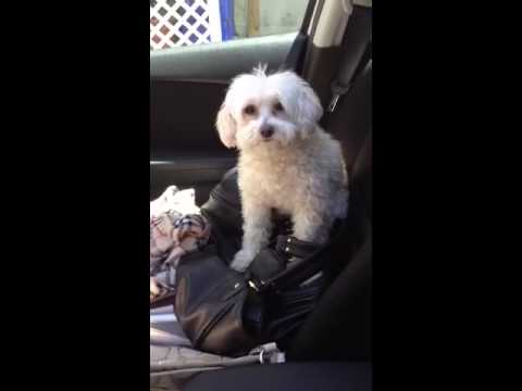 Zoey with a mind of her own!