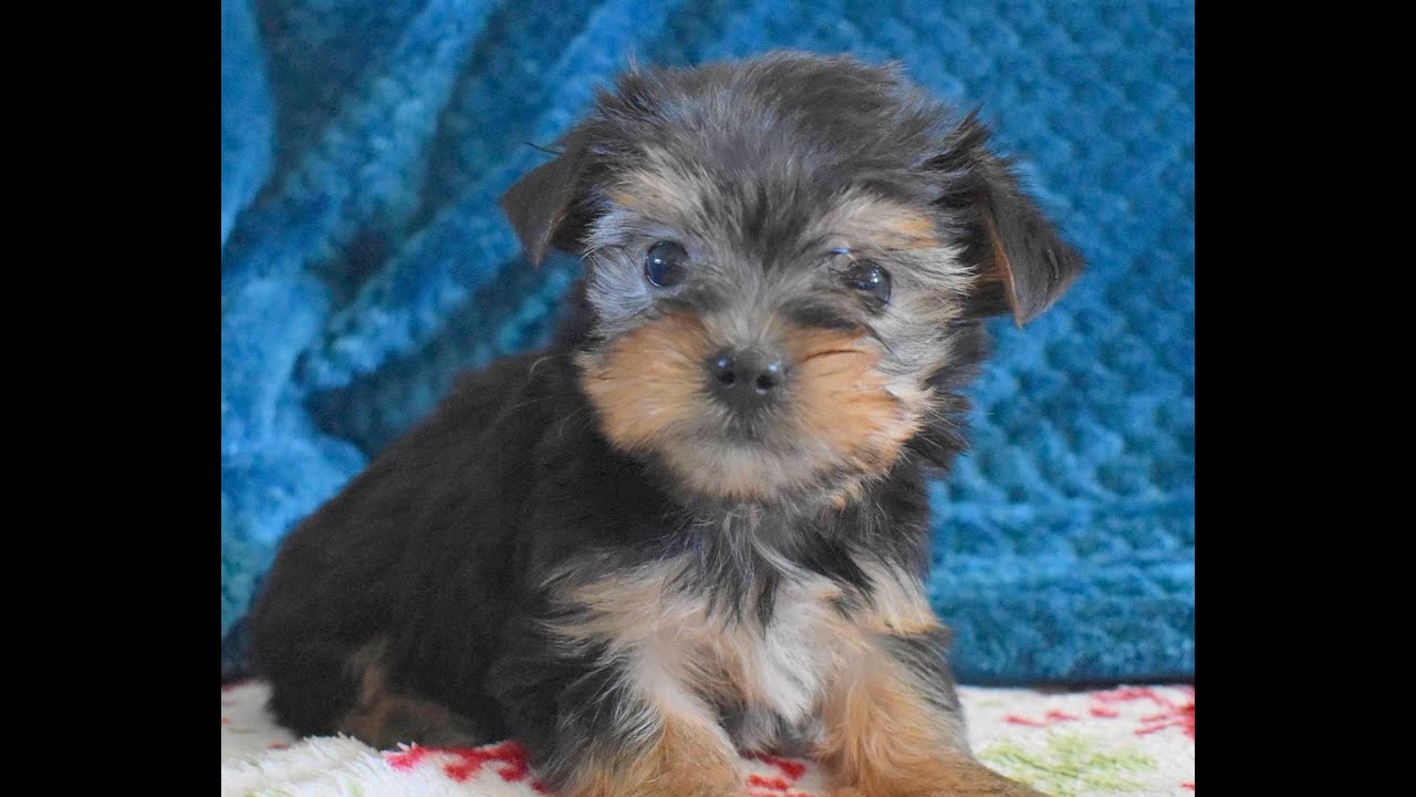 Morkie mix Puppies for Sale