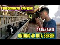 USAHA PENGGEMUKAN KAMBING 3 BULAN PANIN