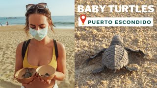 RELEASING BABY TURTLES 🐢 INTO THE SEA! 😍 | Puerto Escondido Mexico Vlog 2022