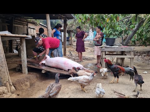 Fritura do porco na roça ,torresmo,carne de lata ,banha,linguiça,Murcia ,tradição  familiar