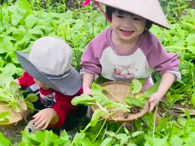 BÉ LÀM BÁC NÔNG DÂN NHÍ – THU HOẠCH RAU XANH CỦA LỚP KITTY 👨‍🌾