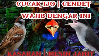 Download lagu masteran suara kasar mudah ditiru | gereja tarung, tengkek buto dan jijing petulak mp3 Download lagu masteran suara kasar mudah ditiru | gereja tarung, tengkek buto dan jijing petulak mp3