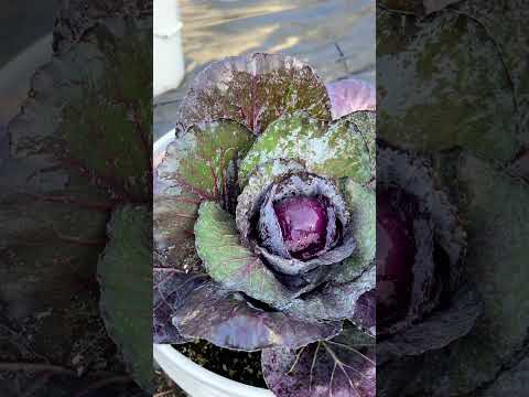 , title : 'Red Cabbage Photo Shoot #cabbage #gardening #GWDXM'