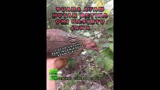 Download lagu suara pancingan ayam hutan ORI KASINTU cocok untuk pancingan ayam yang sedang galau di laman mp3