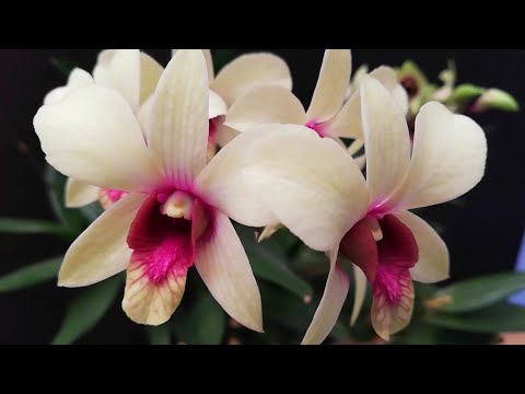 , title : 'Cómo cuidar una Orquídea Dendrobium Phalaenopsis'