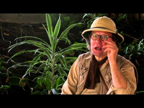 Bamboo Bill - Gorillala