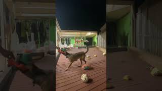 Rusty loves to stay outside and run around and play with his toys 🧸!hard to keeping him Im house 🏠