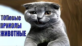 😁Смешные животные. Приколы 2018. Лучшие приколы 2018. Свежие приколы 2018.