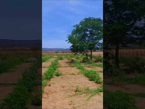 sítio com 12 hectares  em Alvorada do Gurguéia – PI .