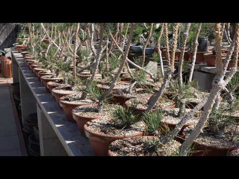 Bonsai techniques: Developing Pine Bonsai from scratch by Jonas Dupuich