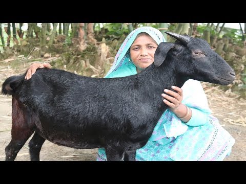 Full Goat Biryani Recipe Yummy Mutton Biryani Curry Traditional Goat Biryani Recipe Village Food Video